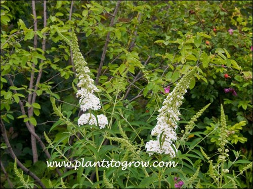 Buddleia White Profusion
